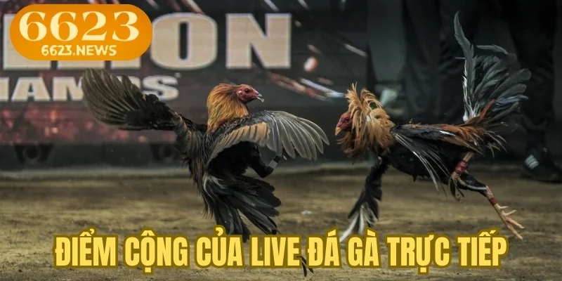 Điểm cộng của live đá gà trực tiếp