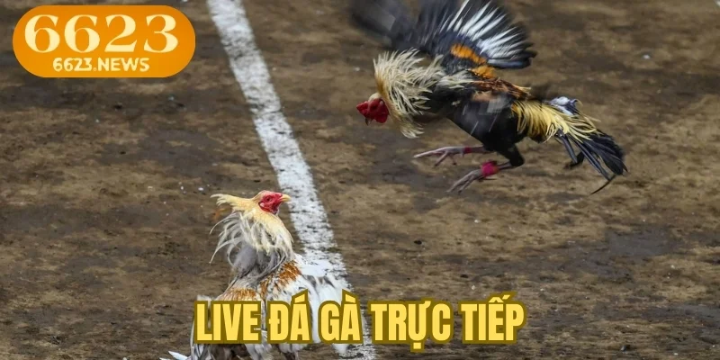 Live đá gà trực tiếp