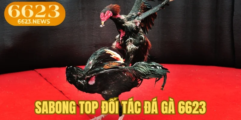 Sabong top đối tác đá gà 6623